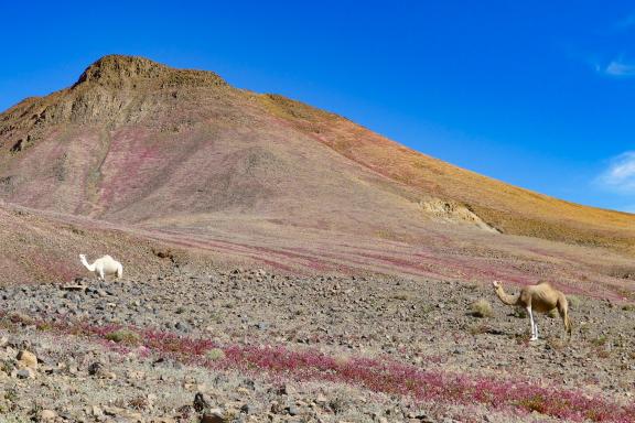 Trek sur un terrain fleuri dans l'Atakor