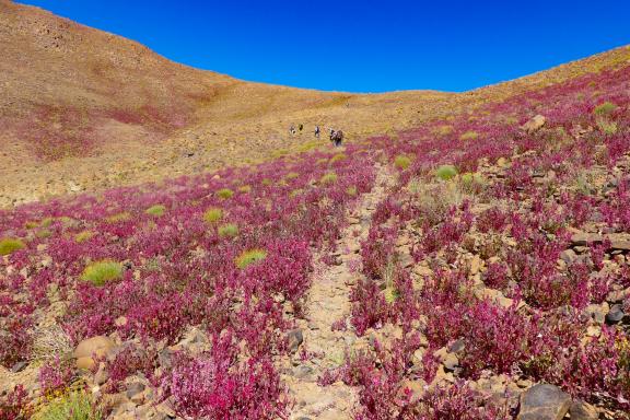 Trekking près de fleurs dans l'Atakor