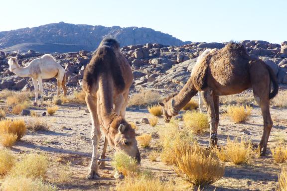 Trekking avec des dromadaires dans le Hoggar