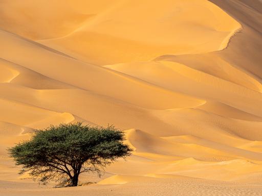 Trek près d'acacia au pied de dunes dans le Hoggar