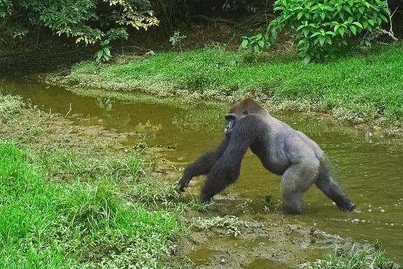 Avec les gorilles au Gabon