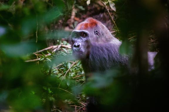 Observation des gorilles au Gabon