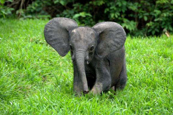 Découverte des éléphants  au Gabon