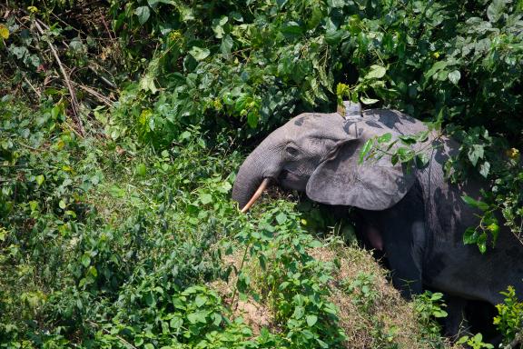 Randonnée près des éléphants au Gabon