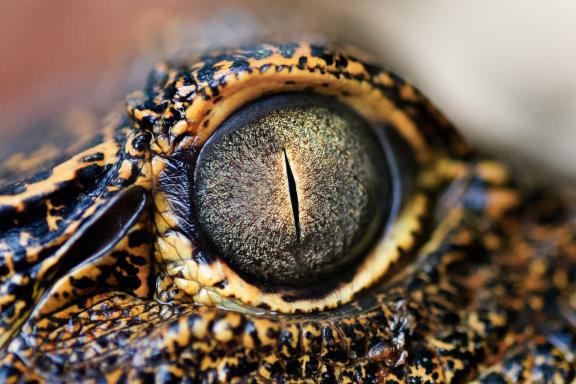 Dans l'oeil d'un crocodile au Gabon