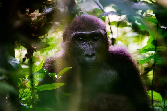 Plonger dans le regard d'un gorille au Gabon