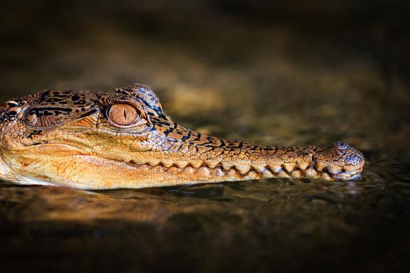 Observation, fdes crocodiles au Gabon