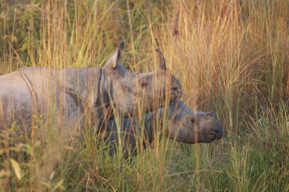 Observation d'une femelle et d'un jeune rhinocéros unicorne dans le parc national de Bardia