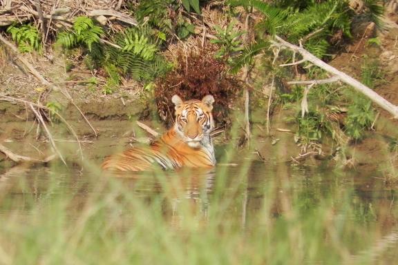 Approche d'un tigre à Bardia dans la rivière