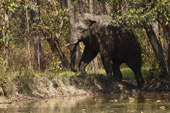 Observation d'un éléphant sortant de l'eau à Bardia