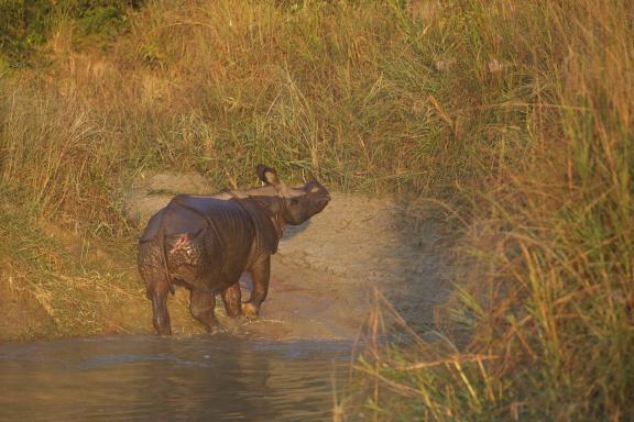 Approche d'un rhinocéros unicorne à Bardia au Népal