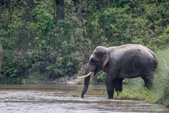 Rencontre avec un éléphant dans la rivière au parc national de Bardia