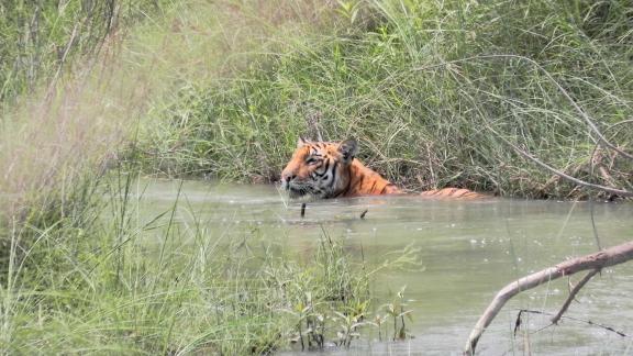 Vue sur un tigre se rafraîchissant à Bardia au Népal