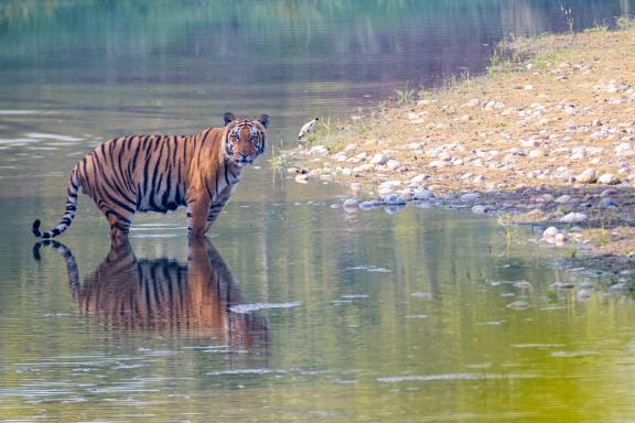 Rencontre d'un tigre à l'eau dans le parc national de Bardia