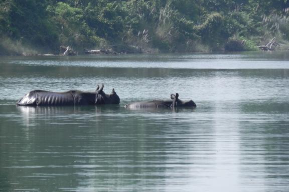 Observation de rhinocéros unicornes dans la rivière à Bardia