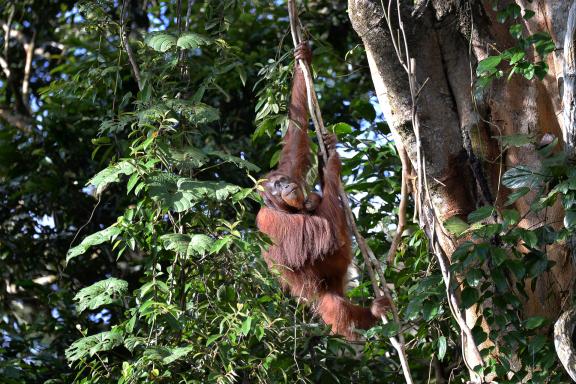 Voyage d'aventure à la rencontre d'orang outan à Bornéo