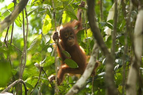 Voyage d'observation et rencontre avec un bébé orang outan à Bornéo