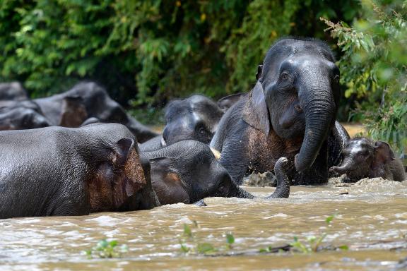 Navigation vers des Éléphants pygmée de la rivière Kinabatangan au nord de Bornéo