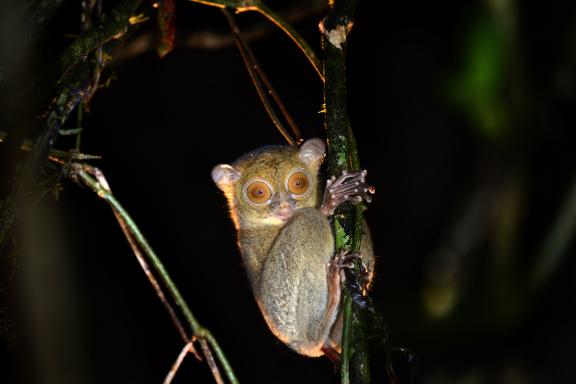 Voyage et rencontre nocturne avec un tarsier à Bornéo