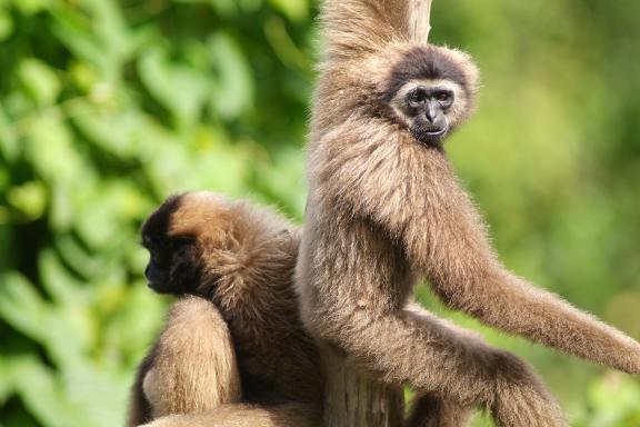 Gibbon dans un arbre à Bornéo