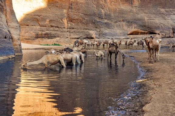 Voyage d'aventure et troupeau de chameaux dans l'Ennedi