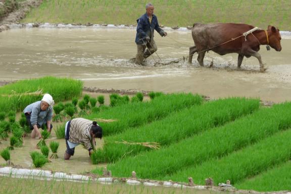 Découverte du travail collectif dans les rizières du centre du Yunnan