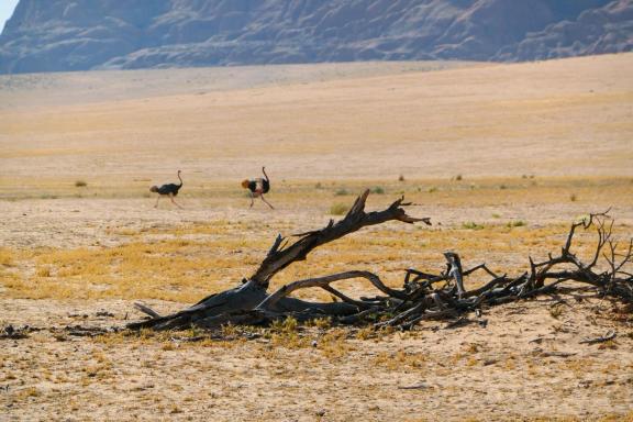 Voyage avec des autruches sauvages dans l'Ennedi