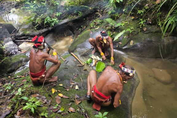 Voyage et préparation de la potion mentawaï