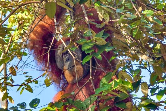 Orangs-outans du parc Gunung Leuser en Indonésie