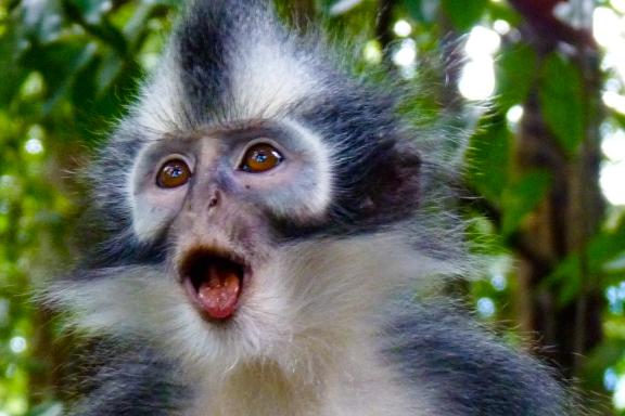 Rencontre avec un singe semnopithèque de Thomas dans le parc Gunung Leuser