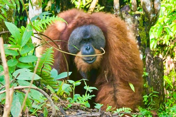 Voyage vers Orangs-outans du parc Gunung Leuser au nord de Sumatra