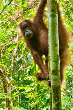 Voyage vers Orangs-outans du parc Gunung Leuser au nord de Sumatra