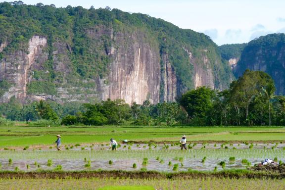Randonnée à travers des rizières près du canyon de Harau en pays minang