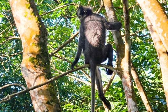 Primate dans le parc de Gunung Leuser dans le nord de Sumatra