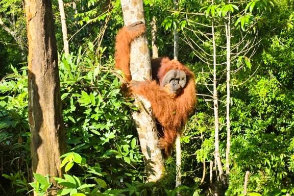 Voyage vers Orangs-outans du parc Gunung Leuser au nord de Sumatra
