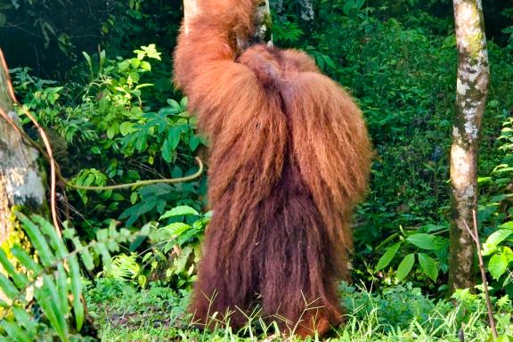 Orangs-Outans dans le parc national de Gunung Leuser au nord de Sumatra