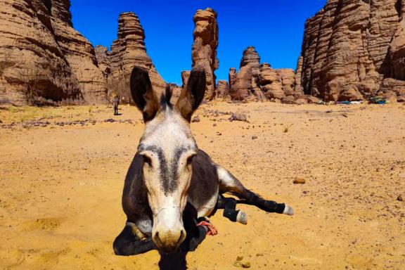 Trekking avec un âne de bât à Tamrit