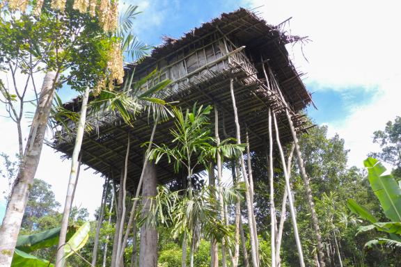Randonnée vers une maison perchée des Korowai à travers la forêt