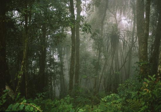 Trek dans la forêt des Mentawaï sur l'île indonésienne de Siberut