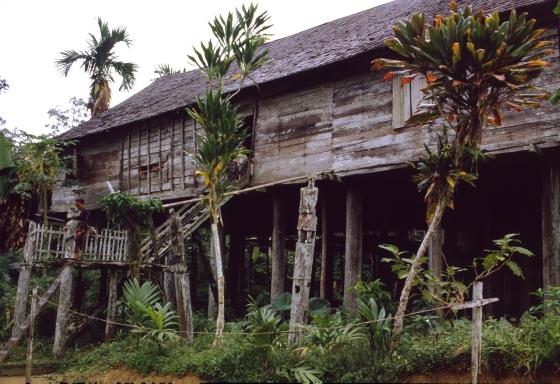 Immersion dans une longue maison dayak traditionnelle à Kalimantan sur l'ile de Bornéo