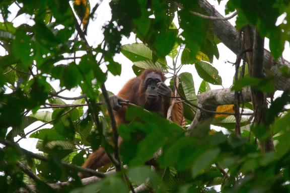 Randonnée vers un orang-outang dans les arbres à Kalimantan sur l'ile de Bornéo