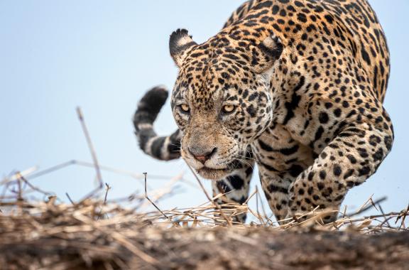 Faune du Pantanal