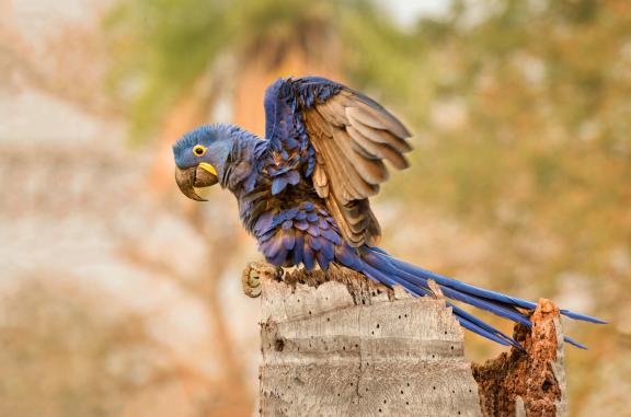Faune du Pantanal