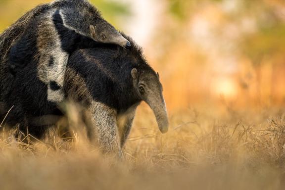 Faune du Pantanal