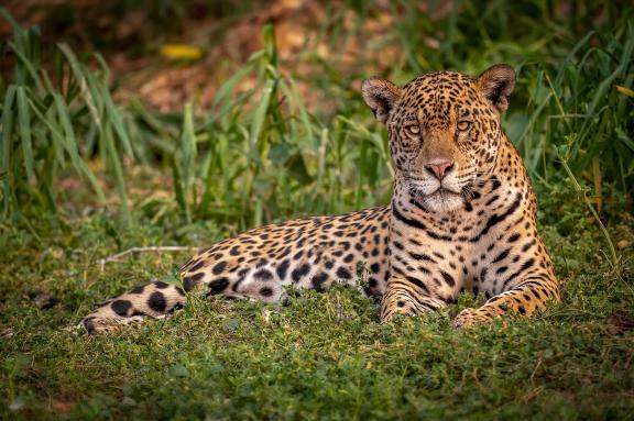 Faune du Pantanal