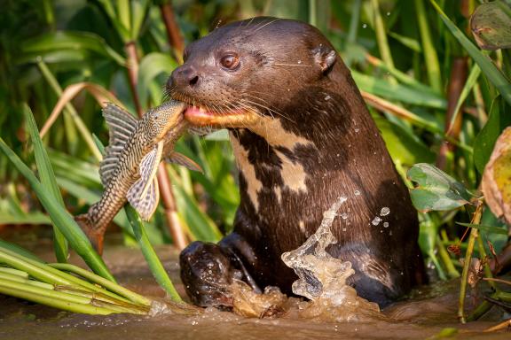 Faune du Pantanal