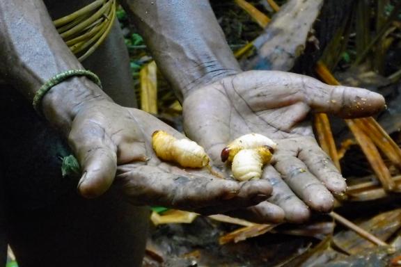 Découverte des vers de sagou chez les Kombay