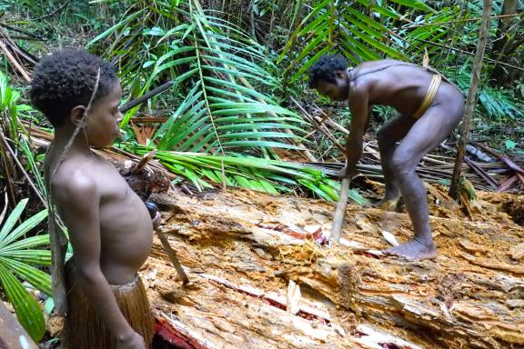 Trek à la recherche de vers de sagou chez les Kombay