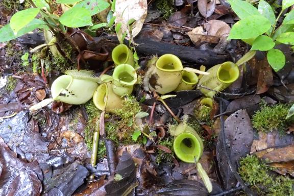 Trek vers des plantes carnivores en forêt du sud de la Papouasie