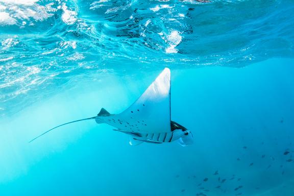 Rencontre avec une raie manta dans les eaux de Raja Ampat